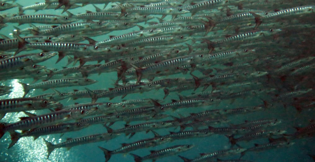 Dive Barracuda Point: Sipadan's Premier Reef Spot