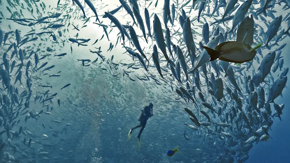 Dive Barracuda Point: Sipadan's Premier Reef Spot