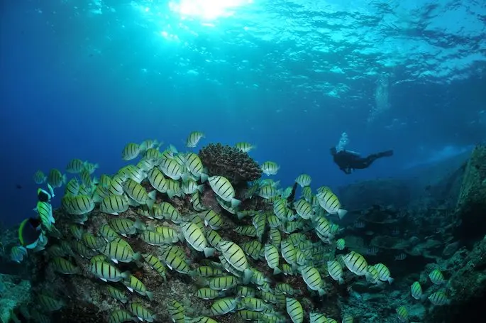 Dive Richelieu Rock: Thailand's Marine Jewel