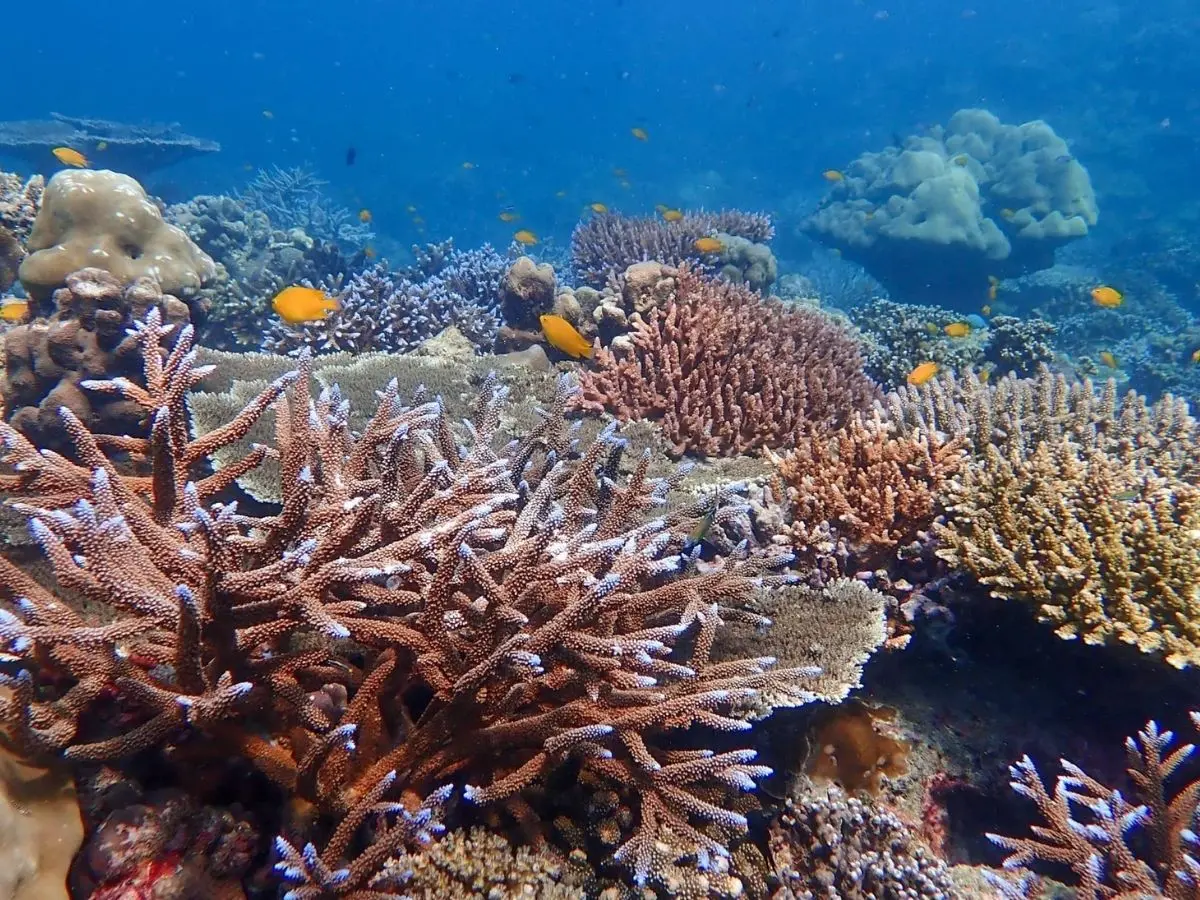 Dive Richelieu Rock: Thailand's Marine Jewel