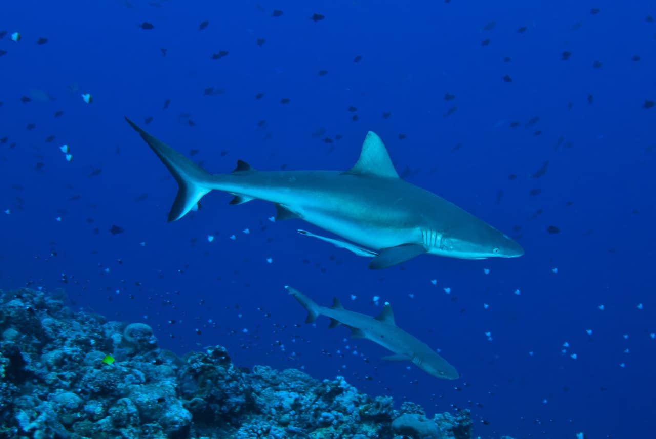 Dive Blue Corner Wall: Palau's Shark Paradise