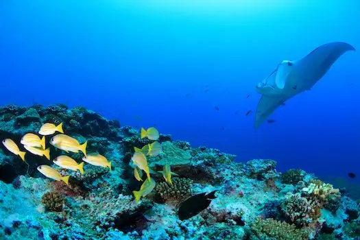 Dive Richelieu Rock: Thailand's Marine Jewel
