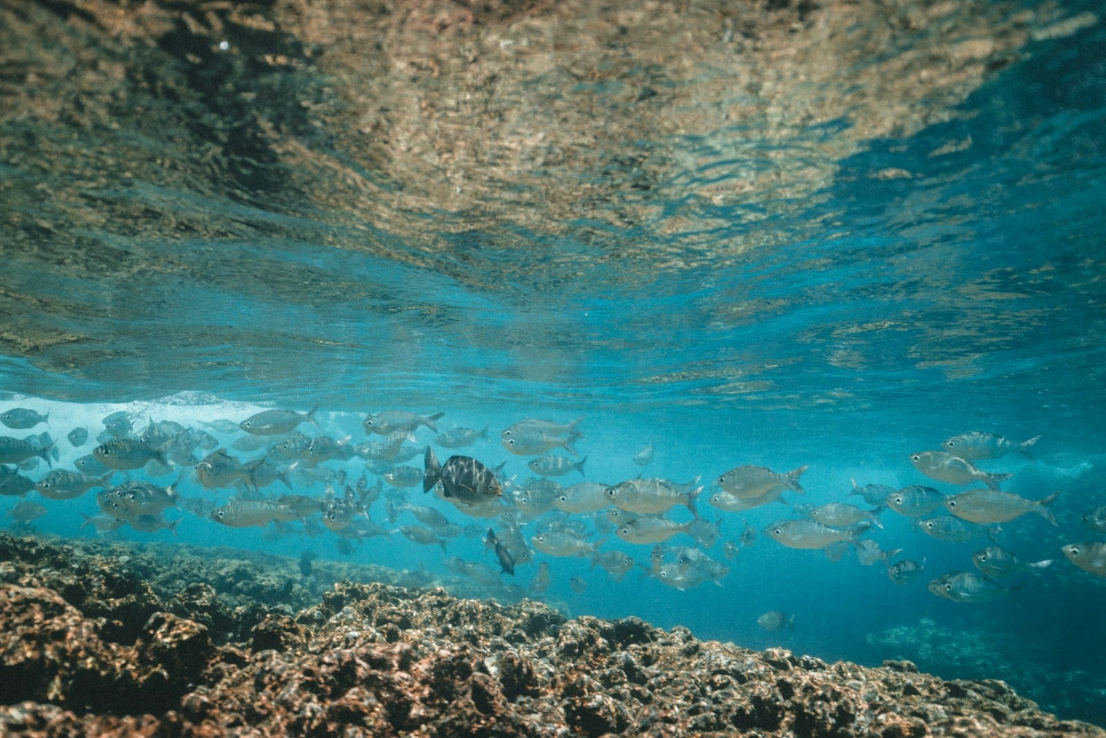 Dive Barracuda Point: Sipadan's Premier Reef Spot