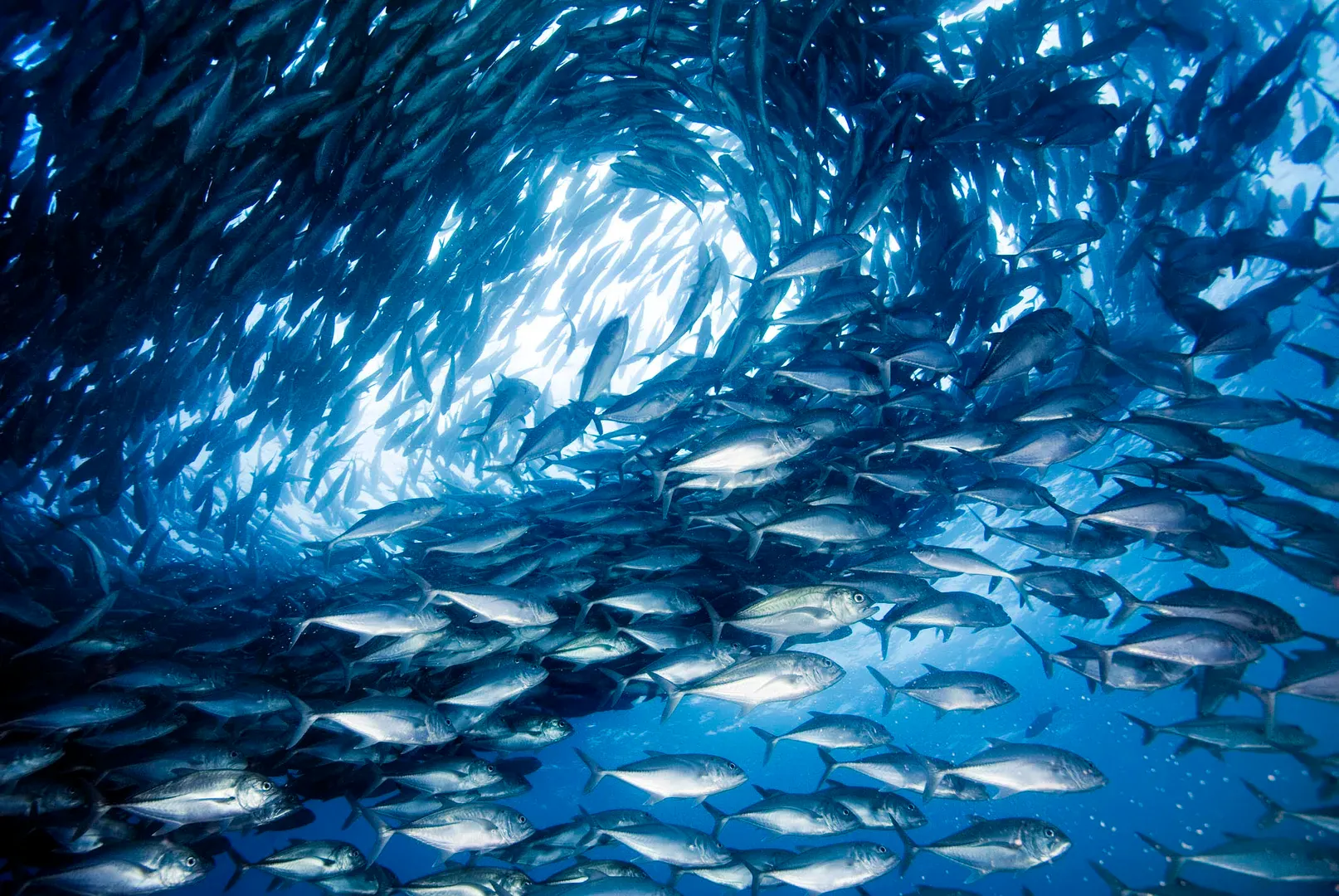 Dive the USAT Liberty Wreck in Bali