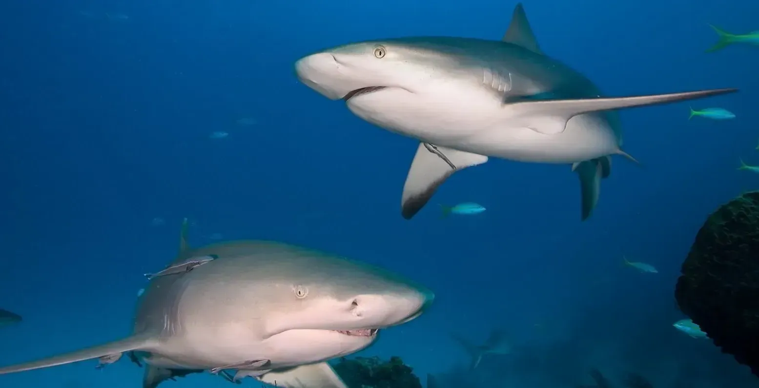 Dive Blue Corner Wall: Palau's Shark Paradise