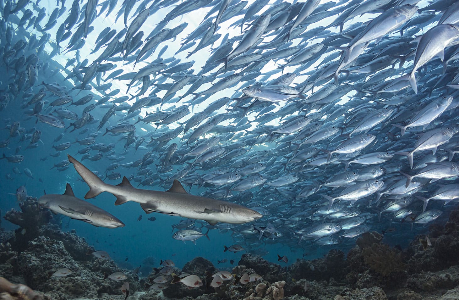 Dive Barracuda Point: Sipadan's Premier Reef Spot