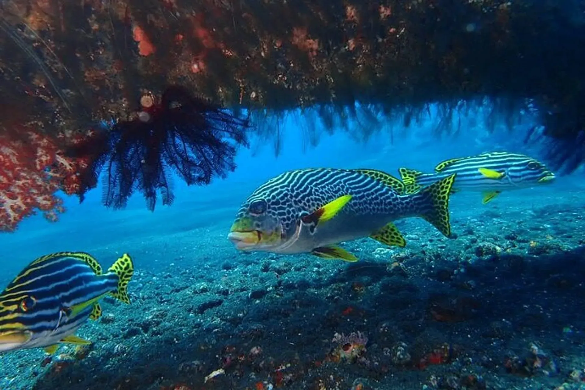 Dive the USAT Liberty Wreck in Bali
