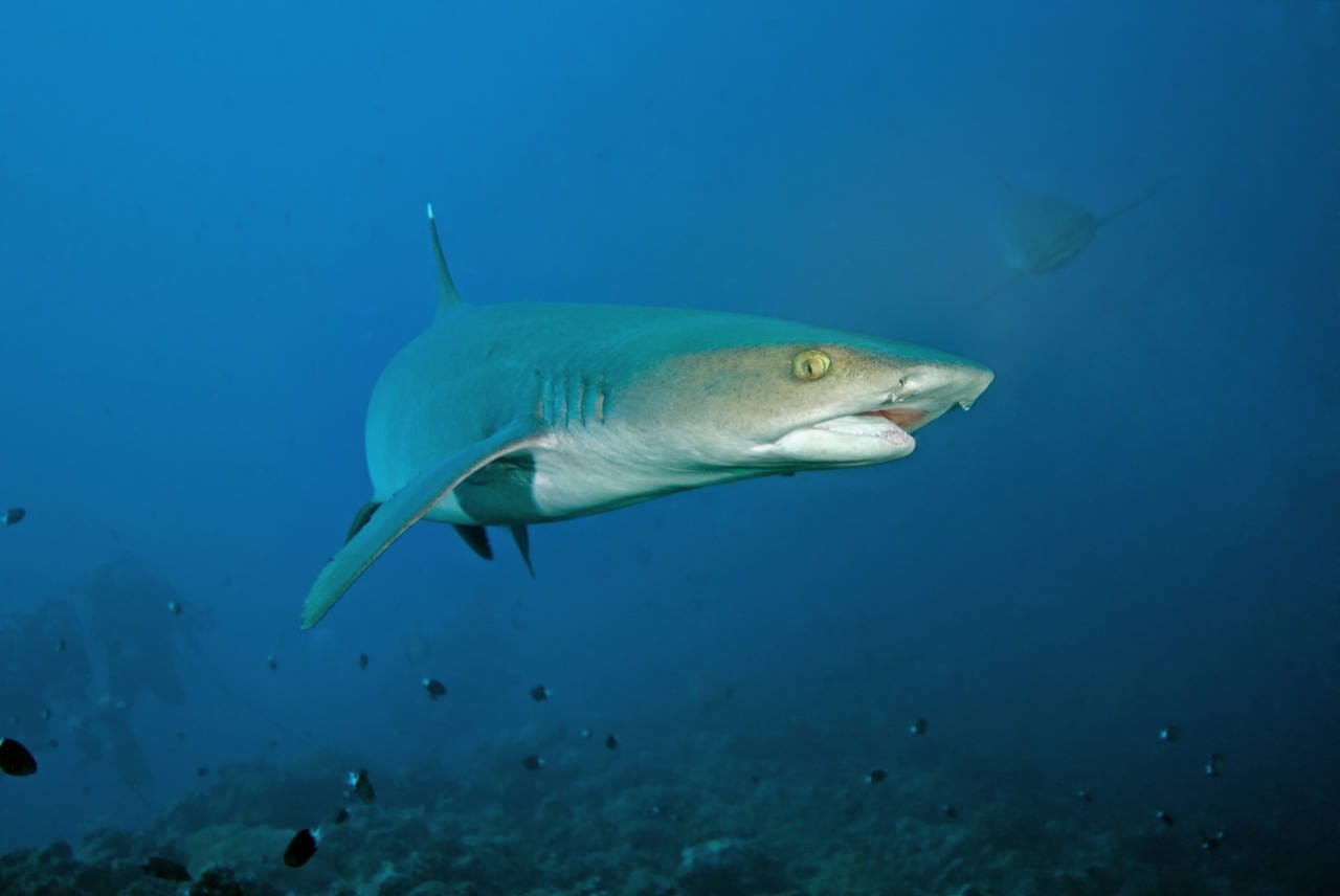 Dive Blue Corner Wall: Palau's Shark Paradise