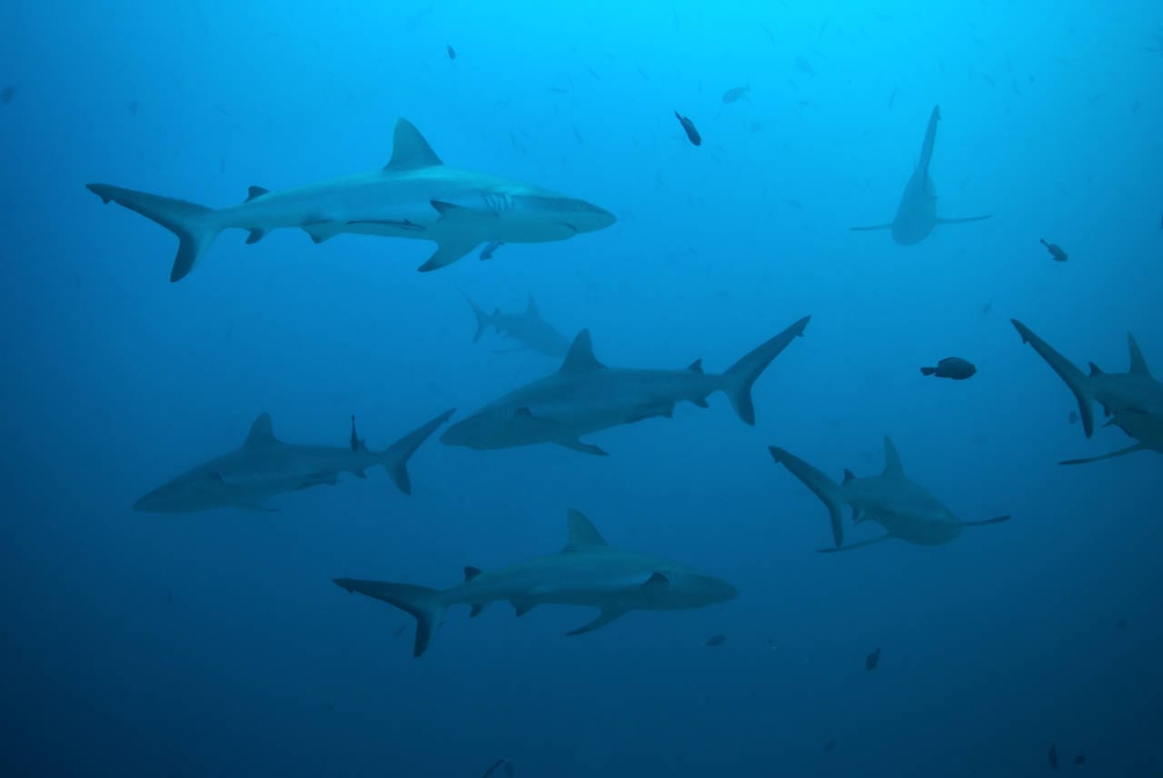 Dive Blue Corner Wall: Palau's Shark Paradise