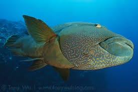 Dive Blue Corner Wall: Palau's Shark Paradise