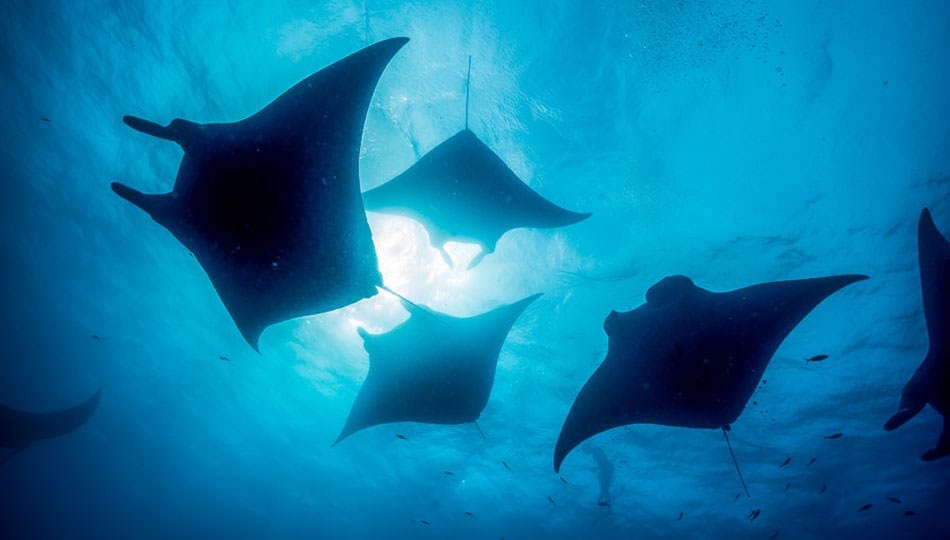 Kailua-Kona Manta Ray Night Dive