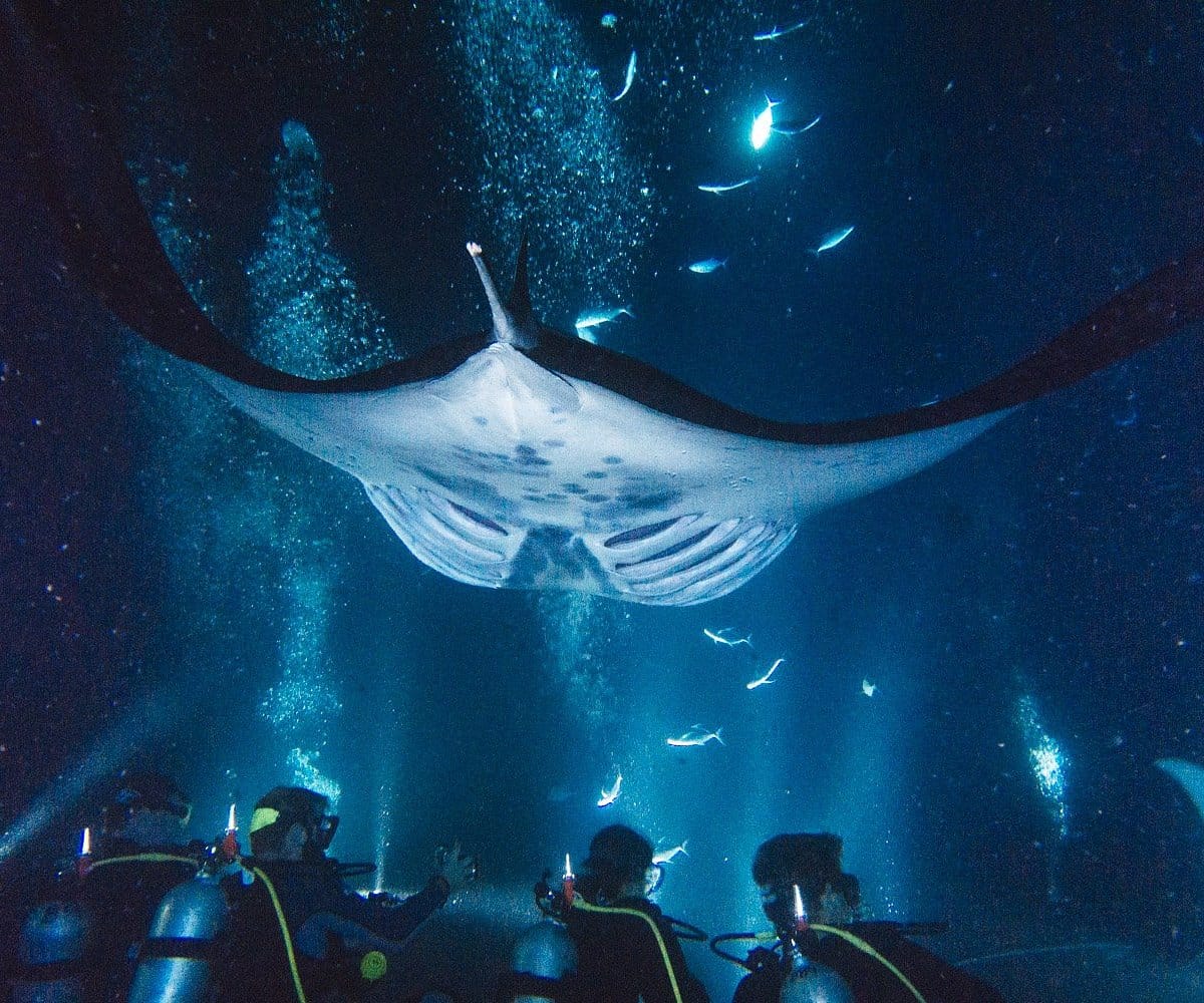 Kailua-Kona Manta Ray Night Dive