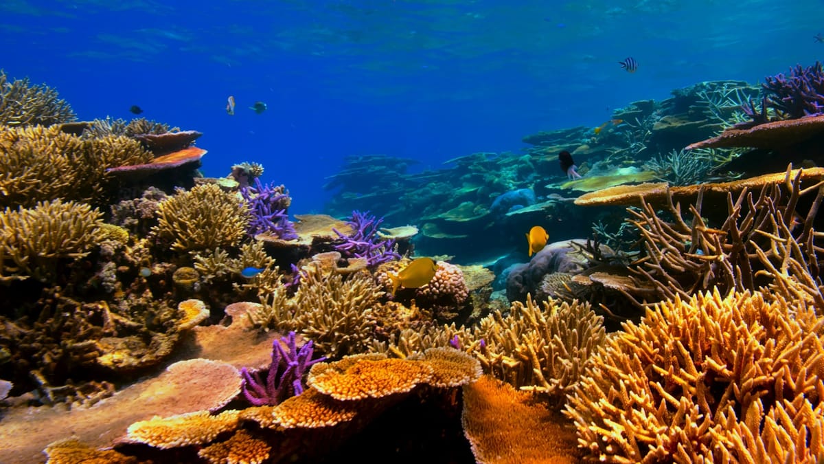 Oceanic whitetip sharks swimming among colorful corals at Elphinstone Reef.