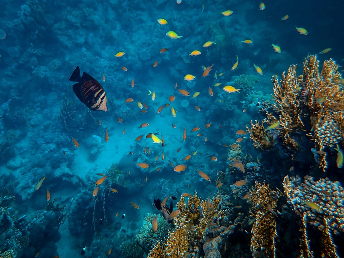 Underwater scene at Tiputa Pass with sharks and manta rays.