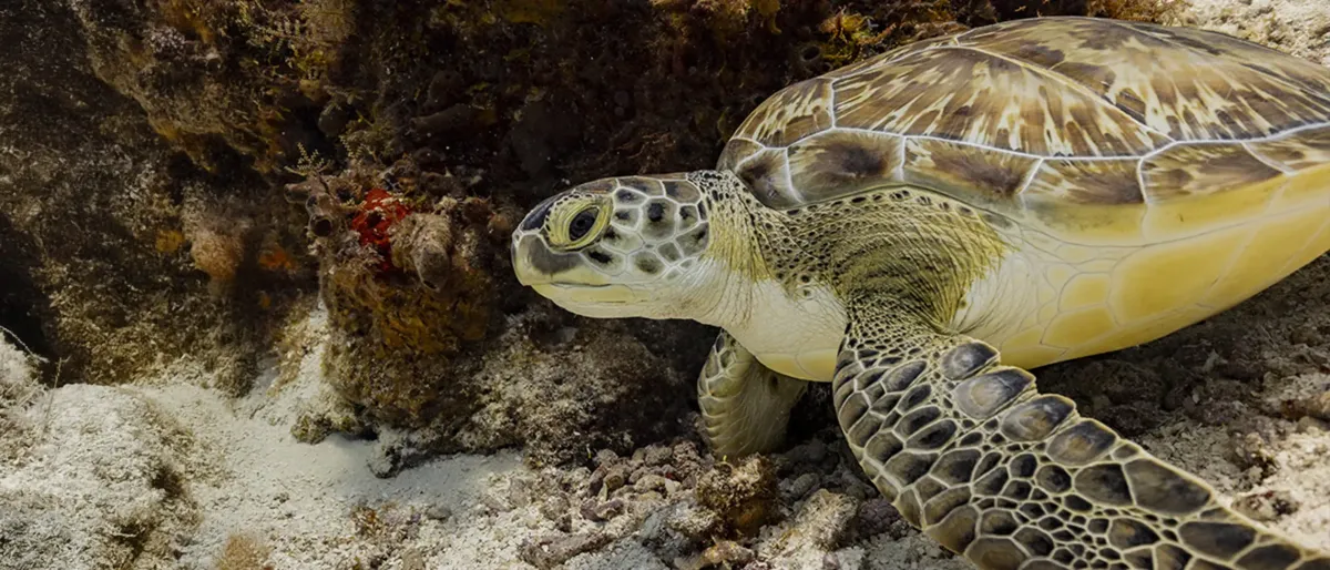 Close-up of a green sea turtle lying on the sandy seabed beside coral formations while diving in Cozumel, Mexico.