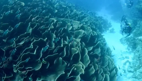 Thrilling Drift Dive at Ulong Channel, Palau