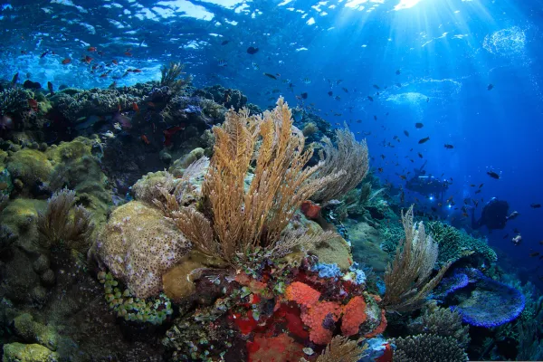 Underwater scene showing diverse corals, sponges, and sea fans with schools of fish swimming in clear blue water as sunlight beams filter down and divers explore in the background.