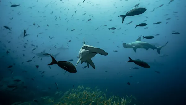 Hammerhead sharks swimming at Darwin Island