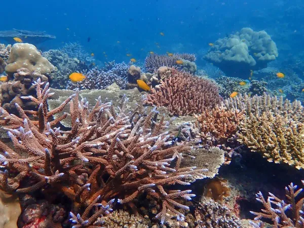 Underwater view of coral reef with orange reef fish in Phi Phi Islands National Marine Park, Thailand.