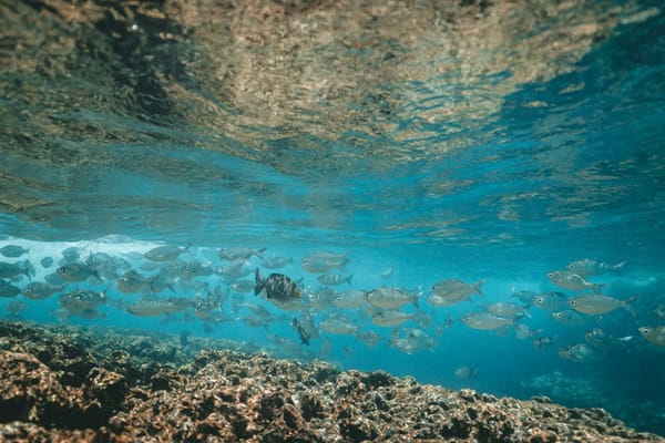 A swirling school of barracudas at Barracuda Point, Sipadan Island.