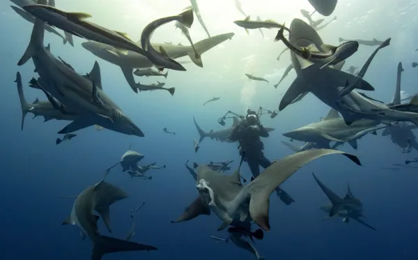 Underwater photo of a scuba diver filming while encircled by many reef sharks swimming in different directions.