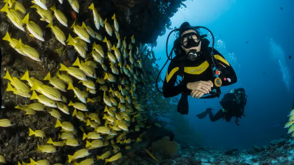 Great White Wall in Taveuni, Fiji with white soft corals.