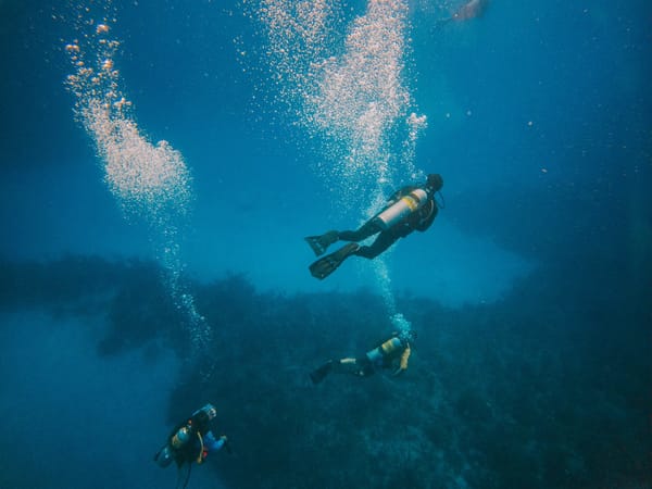 Hammerhead sharks swimming near coral reefs at Wolf & Darwin Islands.