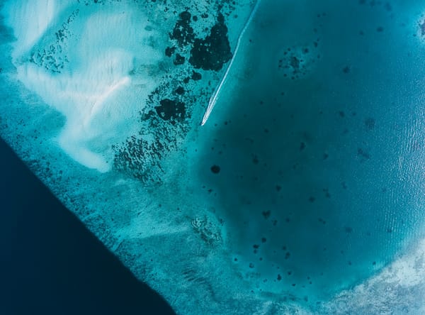 Manta rays swimming underwater during a night dive in Kailua-Kona, Hawaii.