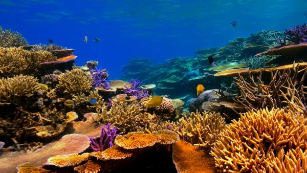 Oceanic whitetip sharks swimming among colorful corals at Elphinstone Reef.