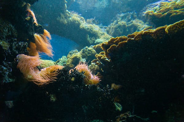 Underwater scene at Navy Pier, Exmouth with diverse marine life.