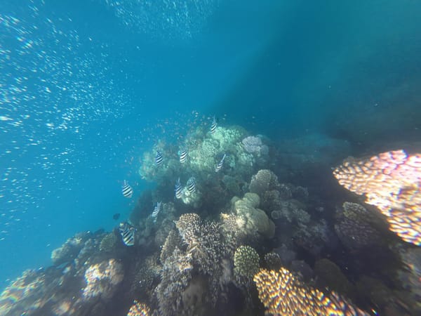 Underwater scene at Tubbataha Reefs with diverse marine life.