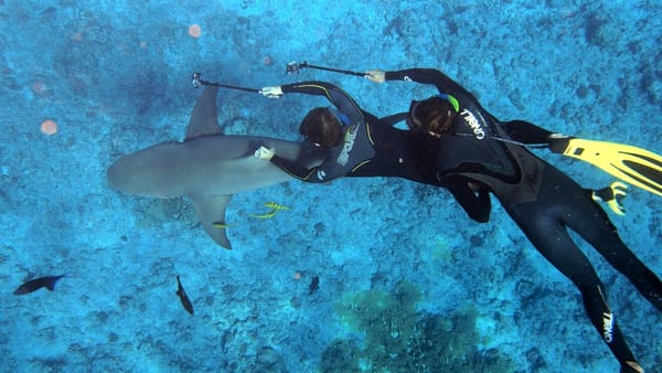 Underwater view of Shark and Yolanda Reef with corals and a gray reef shark.