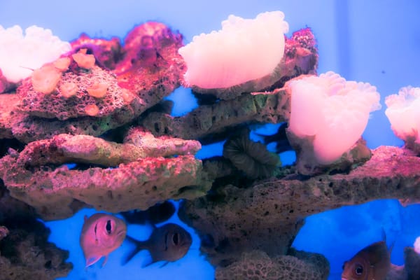 Vibrant coral reef with a thresher shark at Big Brother, Red Sea.