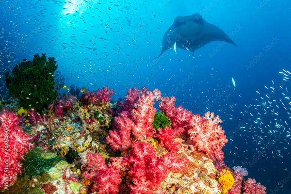 Reef manta ray swimming over coral reef at Manta Reef, Tofo.