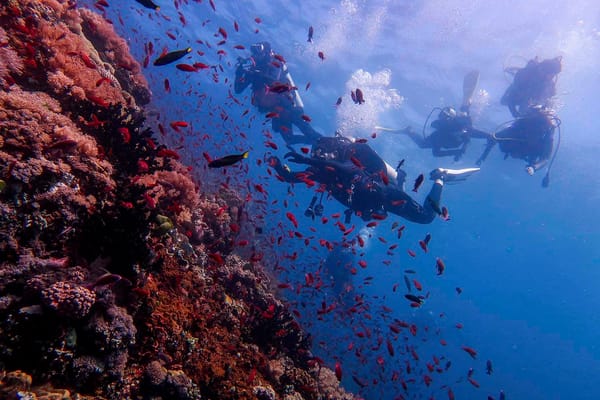 Group of scuba divers swimming along a colorful coral reef wall surrounded by schools of small red fish in bright blue water.