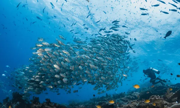 Scuba diver swimming near a huge swirling school of silver fish above a coral reef at Blue Magic dive site, Raja Ampat, Indonesia.